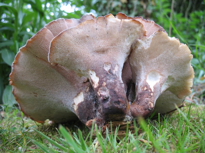 2009 Marais de la Voise 30